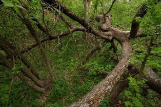 Граф Шереметев устроил в этом районе охо