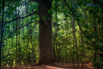В XVII веке они входили в состав 800-кил