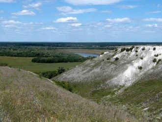 Лесные системы имеют ярусное строение. П