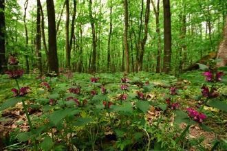 Травяной покров в разные сезоны неодинак