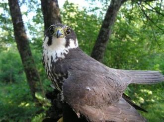 По отрогам Буреинского хребта распростра