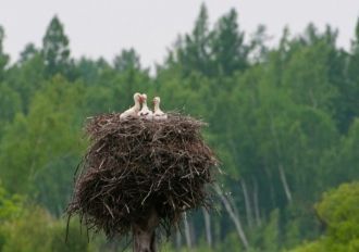 В различных частях заповедника можно вст