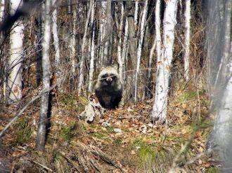 Из редких видов млекопитающих, занесенны