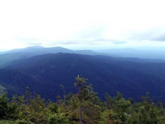Отмечены встречи редких бабочек – павлин