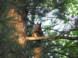 Наибольший интерес представляет животный