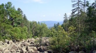 Основными представителями дендрофлоры за