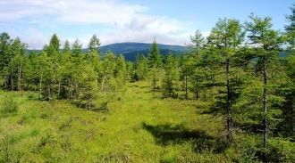 Растительный покров представляет собой и