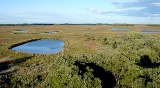 Основными представителями ихтиофауны явл