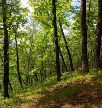 Особая гордость заповедника – это популя