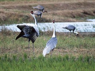 Орнитофауна заповедника представляет соб