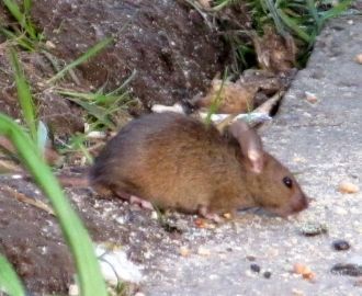 В лесах заповедника живут разнообразные 