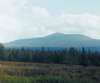 Во флоре 411 видов растений, 93 вида мхо