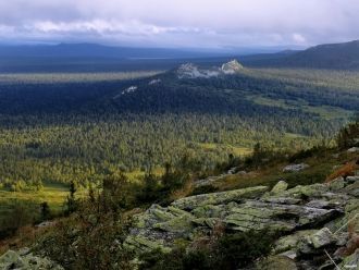 Овсяница высокогорная – растение, растущ