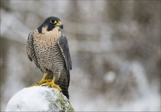 По рекам и болотам встречается кряква, ч