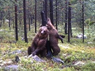 Бурый медведь и лось водятся на территор