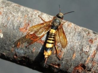 Фауна беспозвоночных заповедника только 