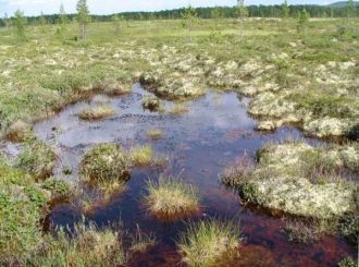 Болота и озера занимают большую часть эт