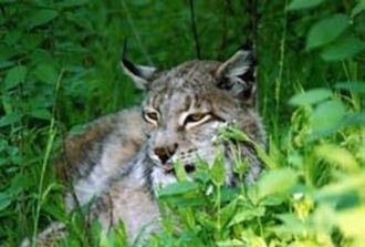 Заповедник 