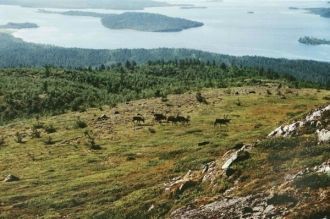 Большая часть фауны заповедника представ