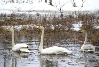 Река Паз, а так же близлежащие болотные 