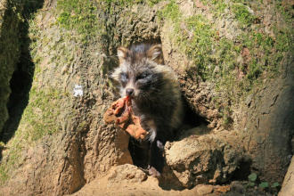 Для этих мест типичны такие животные, ка