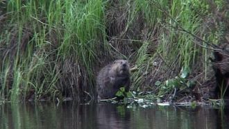 Из деревьев самый обычный вид - сосна ле