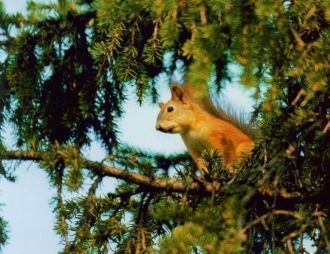В заповеднике «Малая Сосьва» на участках