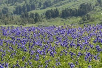 Заповедник Кузнецкий Алатау