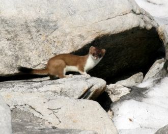 Режим охраны заповедника позволяет эффек