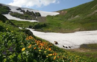 Ядро териофауны Кузнецкого Алатау состав