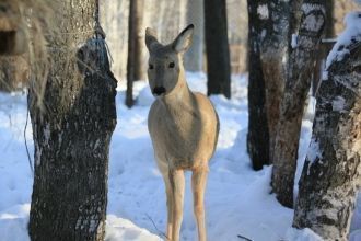 Фауна млекопитающих Кузнецкого Алатау вк