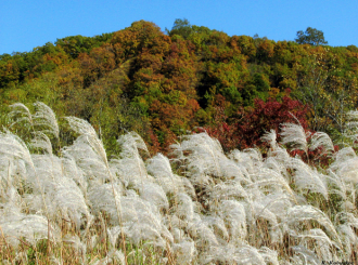 Из хвойно-широколиственных формаций запо