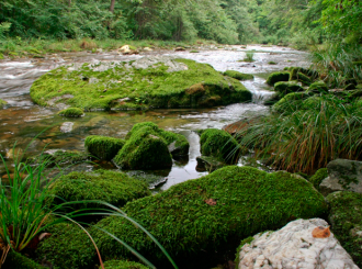 Лес на территории заповедника, по матери