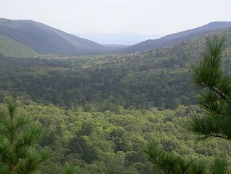 Заповедник Кедровая падь