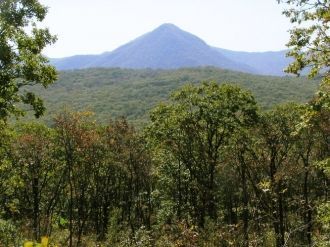 Значительная часть типов дубовых ле­сов 