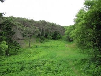 Леса из широколиственных пород по распро