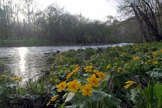 Леса из сос­ны кедровой корейской (кедра