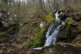 В заповеднике Кедровая падь белопихтовые