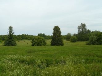 Самые распространенные лесные сообщества