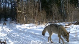 Благополучию местных хищников способству