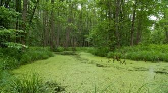 Все дело в воинственных кочевниках, кото