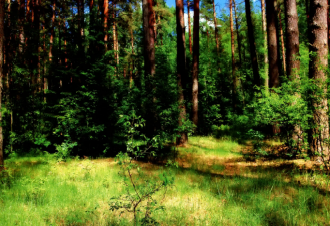 Заповедник Калужские засеки