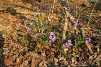 В «Калужских засеках» вполне благоприятн