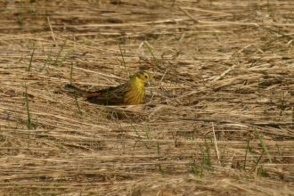 Отсутствие в местной фауне пастбищных ви