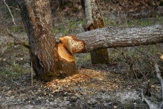 Сокращение численности серых хищников бл