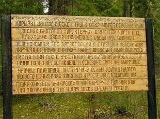 Старовозрастные леса — подлинное царство