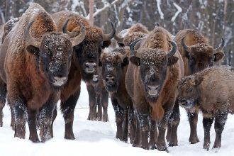 В этом отношении начавшийся процесс восс