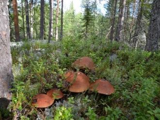 Снежный покров устанавливается в ноябре,