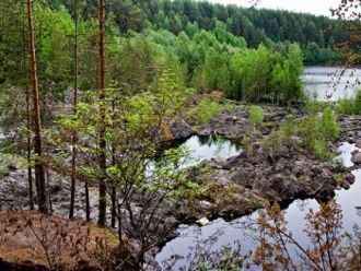 В результате рубок на месте сосновых бор