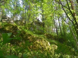 Почвы на территории расположены довольно